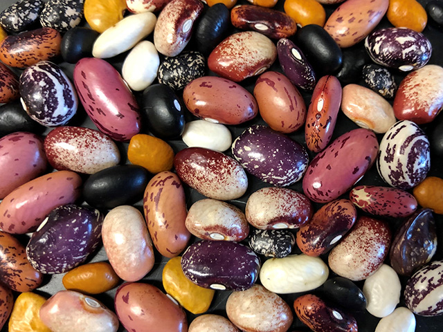 Beans with different patterns and colors, including red, black, white and yellow.