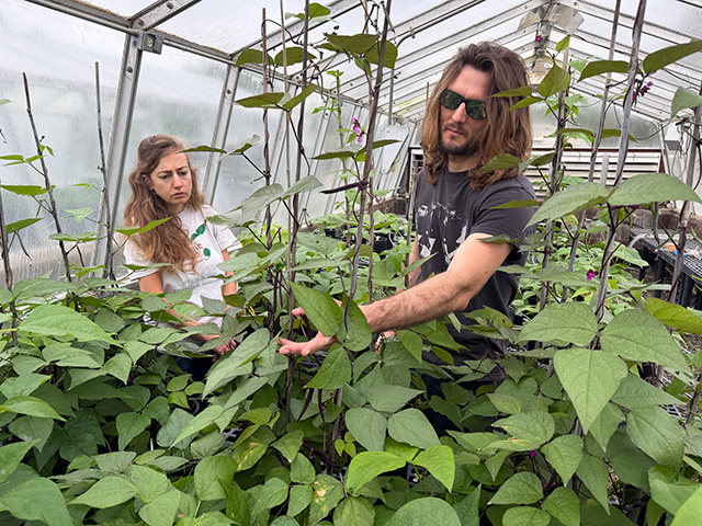 Man and woman in greenhouse tending tall climbing bean plants on slim poles. UC Davis Department of Plant Sciences