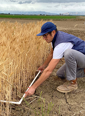 Man kneeling and holding a long white slender pipe in a field of golden rice.