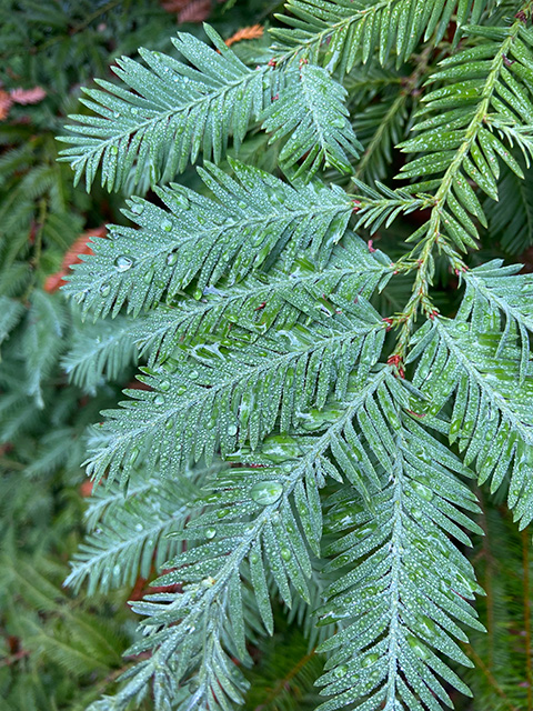 Close-up of light-bluish-green, dewy fronds stretching flatly from the ends of fronds of a more green-green. UC Davis Department of Plant Sciences