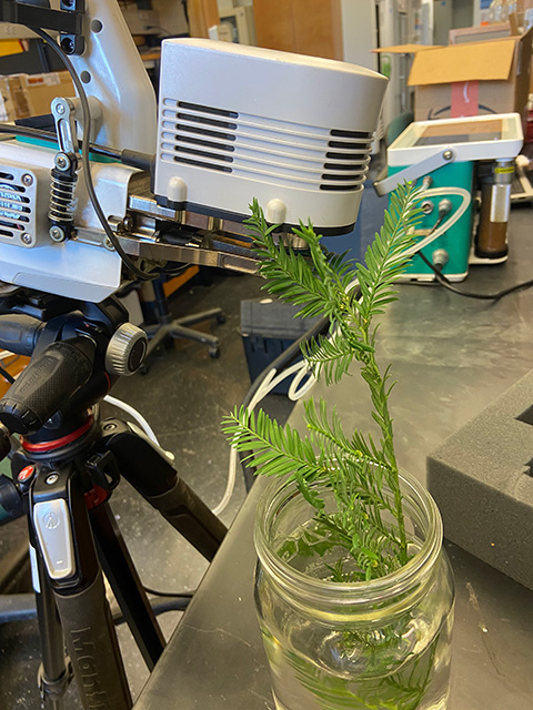 Green frond in a jar of water on a lab bench with tripod and equipment. UC Davis Department of Plant Sciences