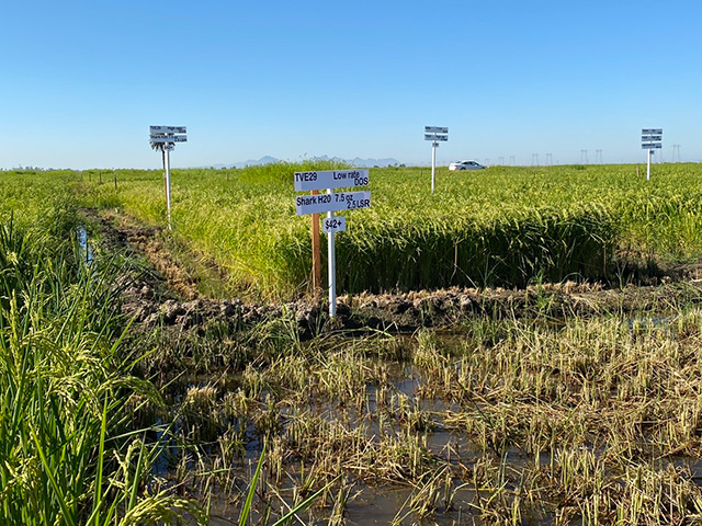 Plots of green rice with signs showing which herbicide was tested in each.