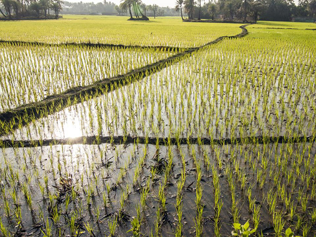 Slender green shoots coming up out of water, with sun reflecting in the water.