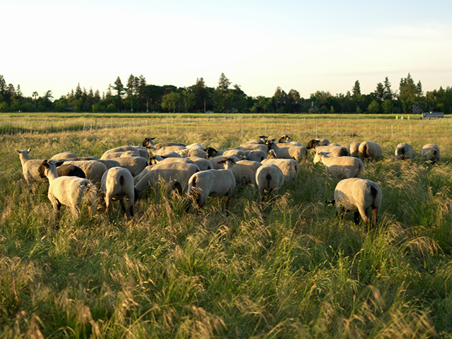 woolly sheep in a pasture