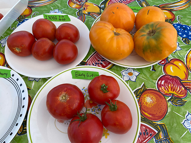 3 plates of luscious-looking tomatoes, some red and some orange.
