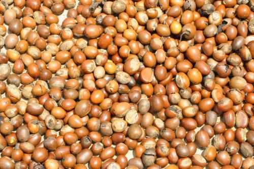 After harvesting, the fruit is washed and dried in the sun. Photo Credit: Iago Hale / UNH