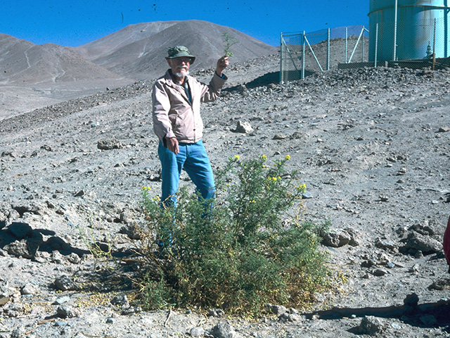Man standing in a stony desert behind a green shrub that's about thigh-high. It's the only plant in the shot.