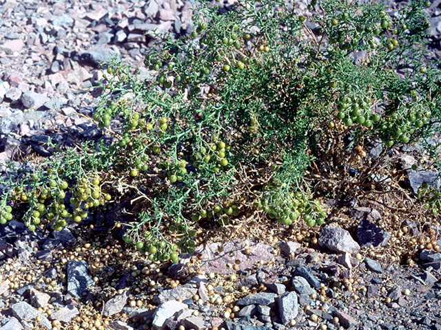 Close-up of Green bush on dry, stony soil, with small, round, dry fruits all over the ground.