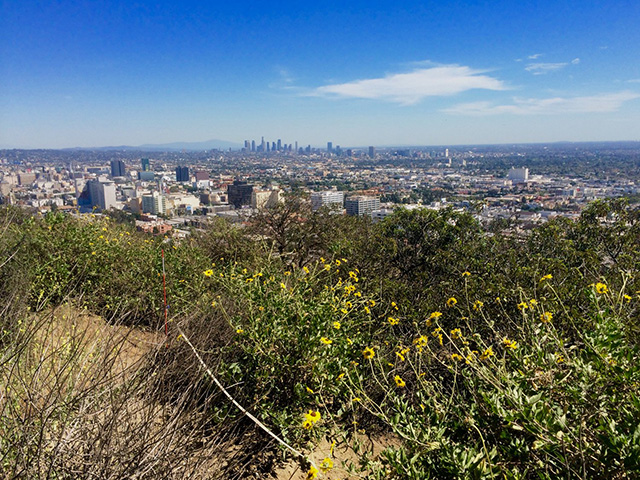 From the edge of a mountain,in the foreground, a close-up view of yellow wildflowers. Down in the valley below, the Los Angeles skyline.