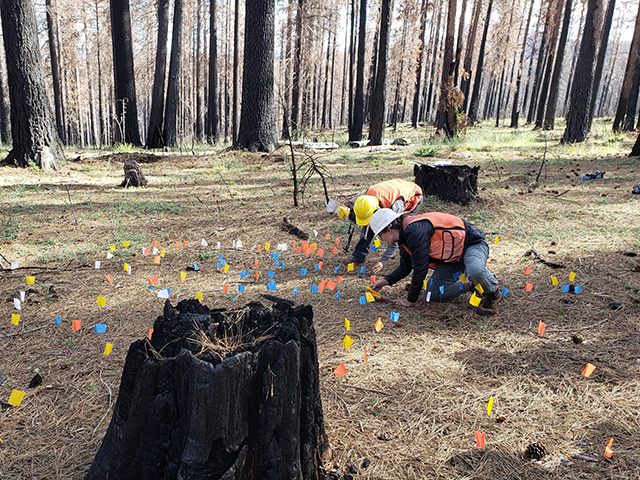 All the trees in this forest are black sticks. Two people wearing safety gear crouch down on the ground. Little colored flags are stuck in the ground everywhere.