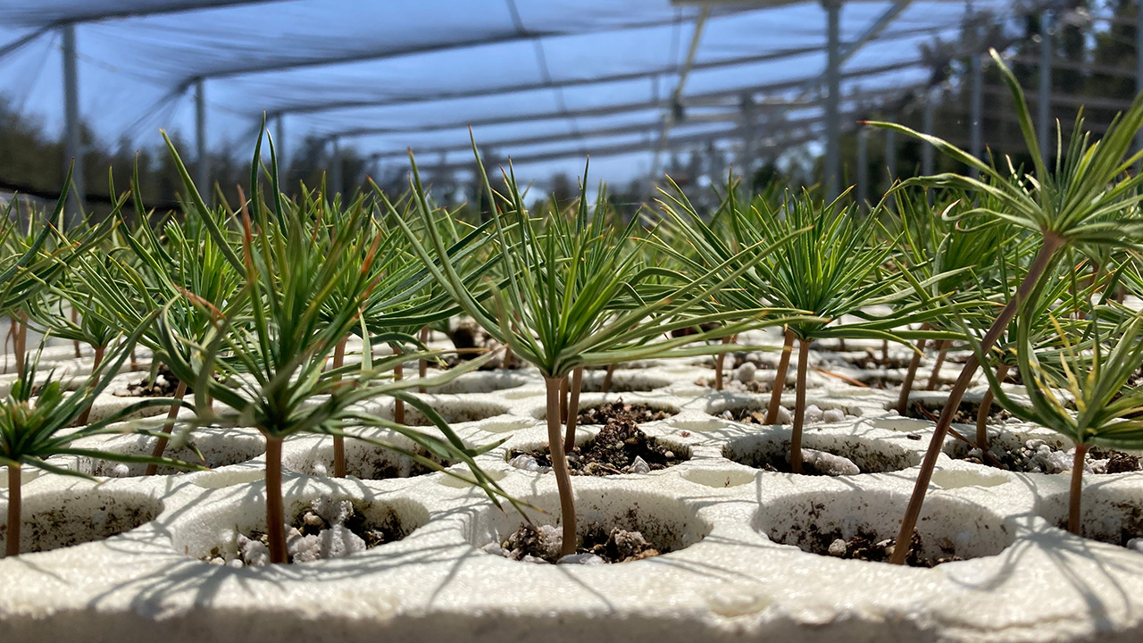 Very young pine trees just a couple inches tall, in circular depressions in trays, inside a greenhouse