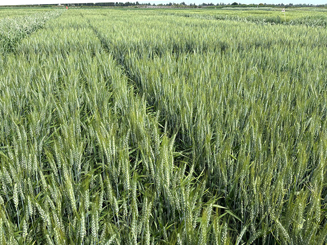 Broad field of tall, green grass with heads of grain, stretching out to a flat horizon beyone. A few trees and low buildings at the horizon.