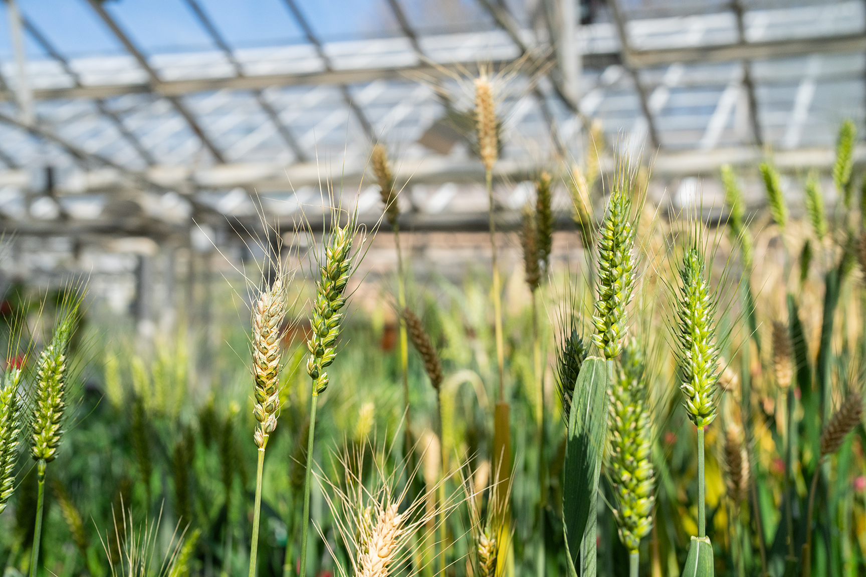Close-up of heads of green grass in a greenhouse. You can see the grains that are forming at the tops.