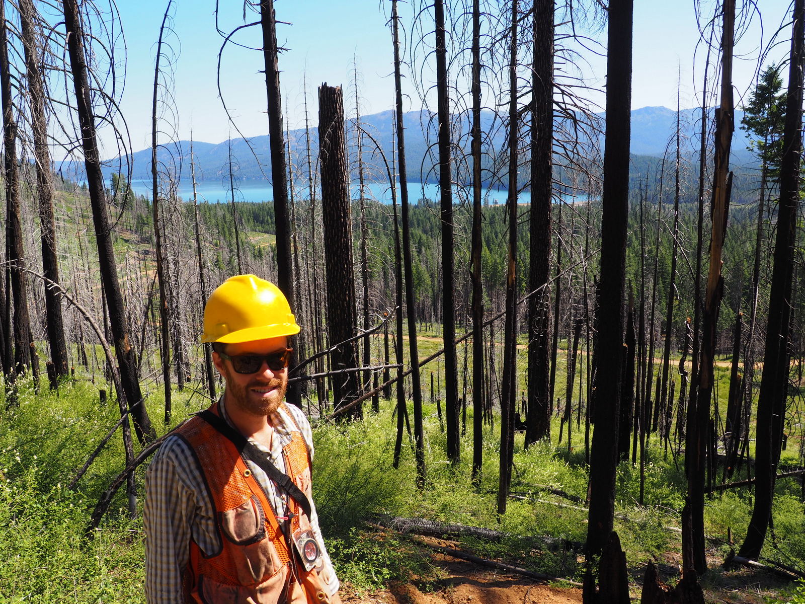 A man wearing a yellow hard-hat stands among the burned remains of forest trees, with green tree saplings growing.