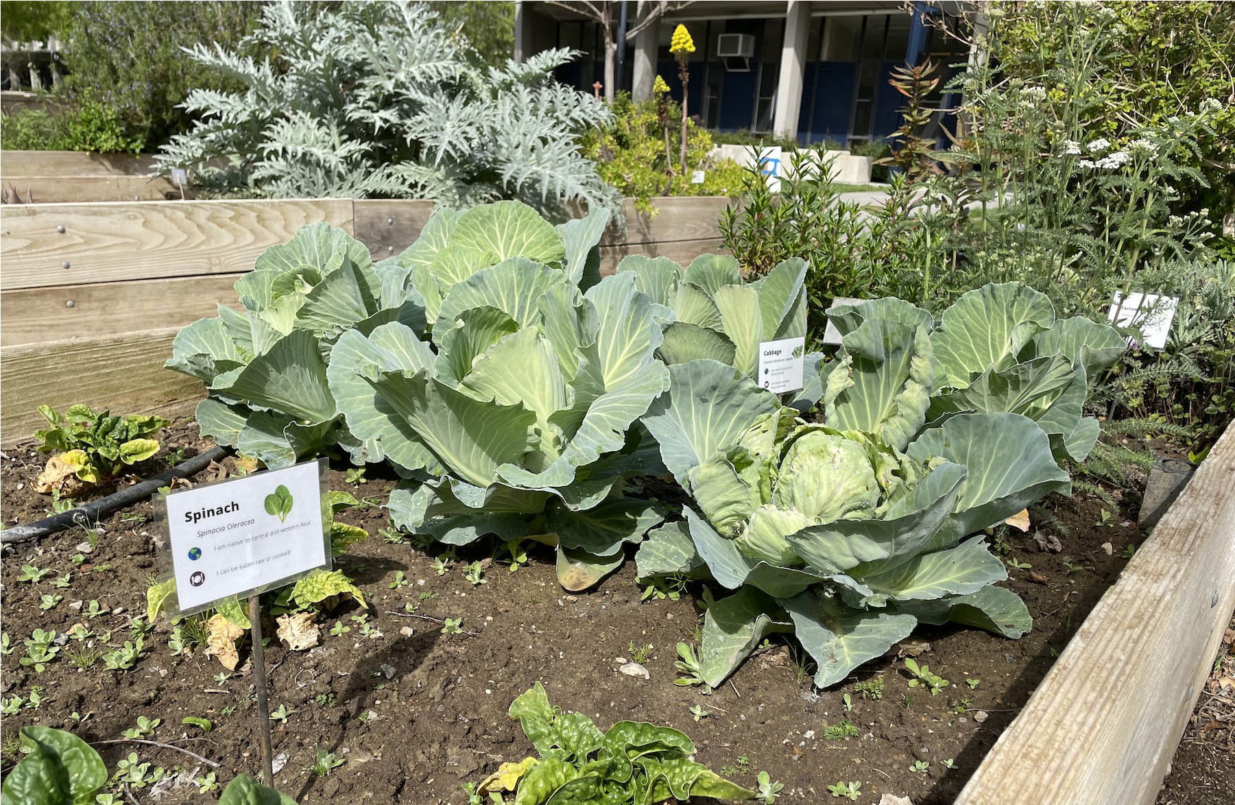 Cabbage and spinach grow in the student garden outside of the Segundo residence hall. (Emily C. Dooley)