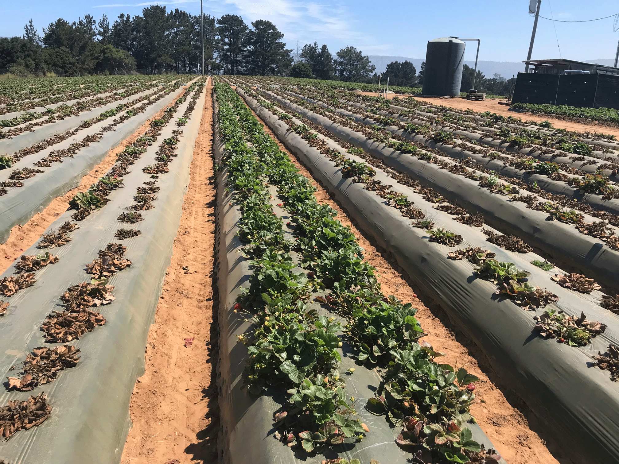 Rows of strawberry plants in an open field.