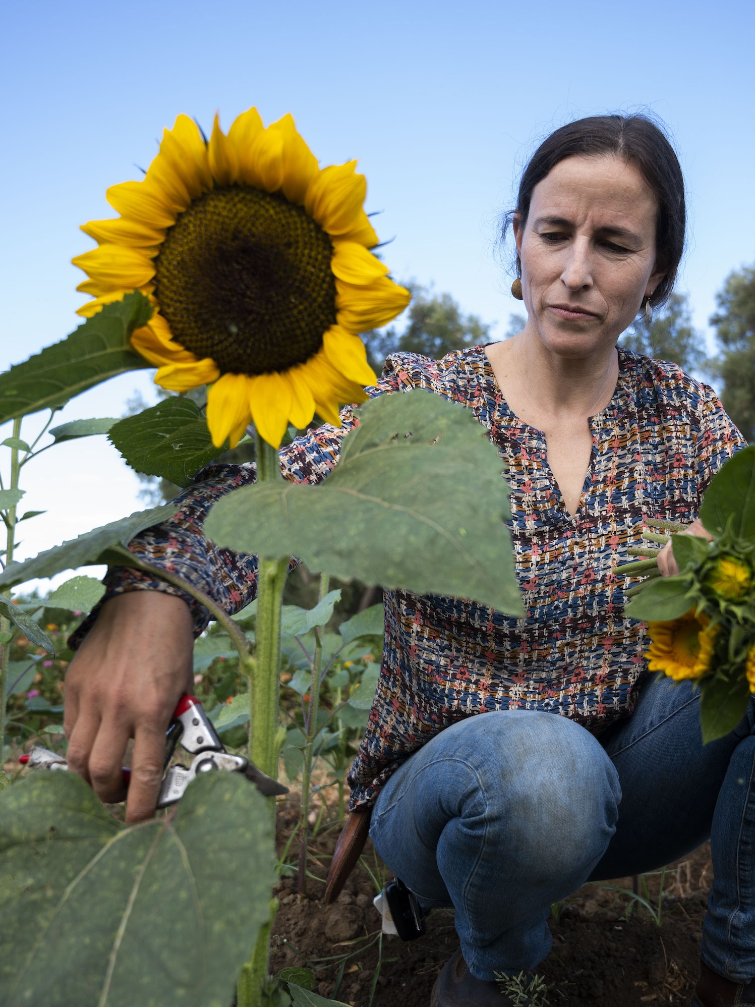 UC Davis lead gardener, Julia Schreiber, picks sunflowers in garden.