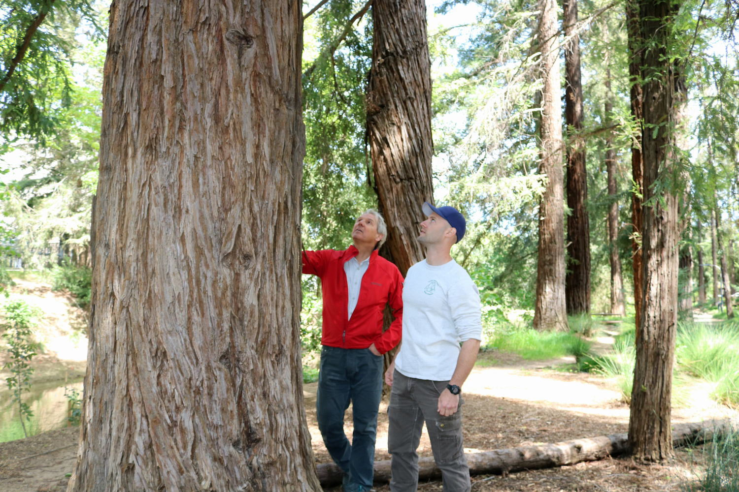 UC Davis Professor David Neale and research assistant Brian Allen look at a coast redwood tree in 2019. (Ann Filmer/UC Davis)