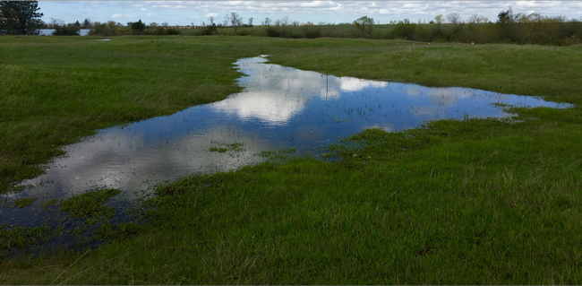 Vernal pools are inundated during the rainy season and dry down slowly in the spring. Photo by Julia Michaels