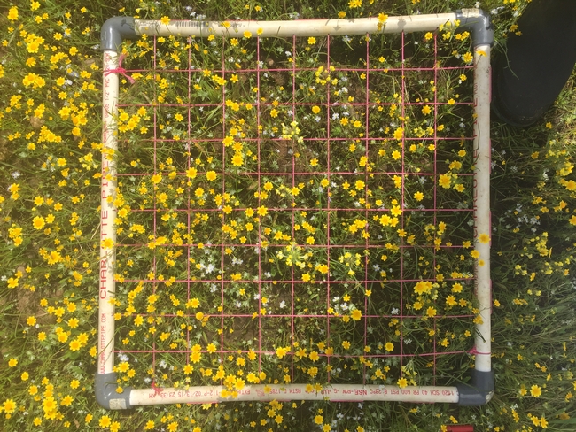 Using these quadrats, researchers were able to systematically quantify the species present in vernal pool transition zones. Photo by Julia Michaels