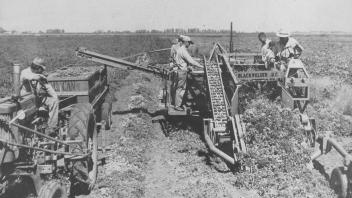 UC-Blackwelder tomato harvester