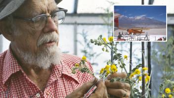 C.M.Rick examining tomato plants