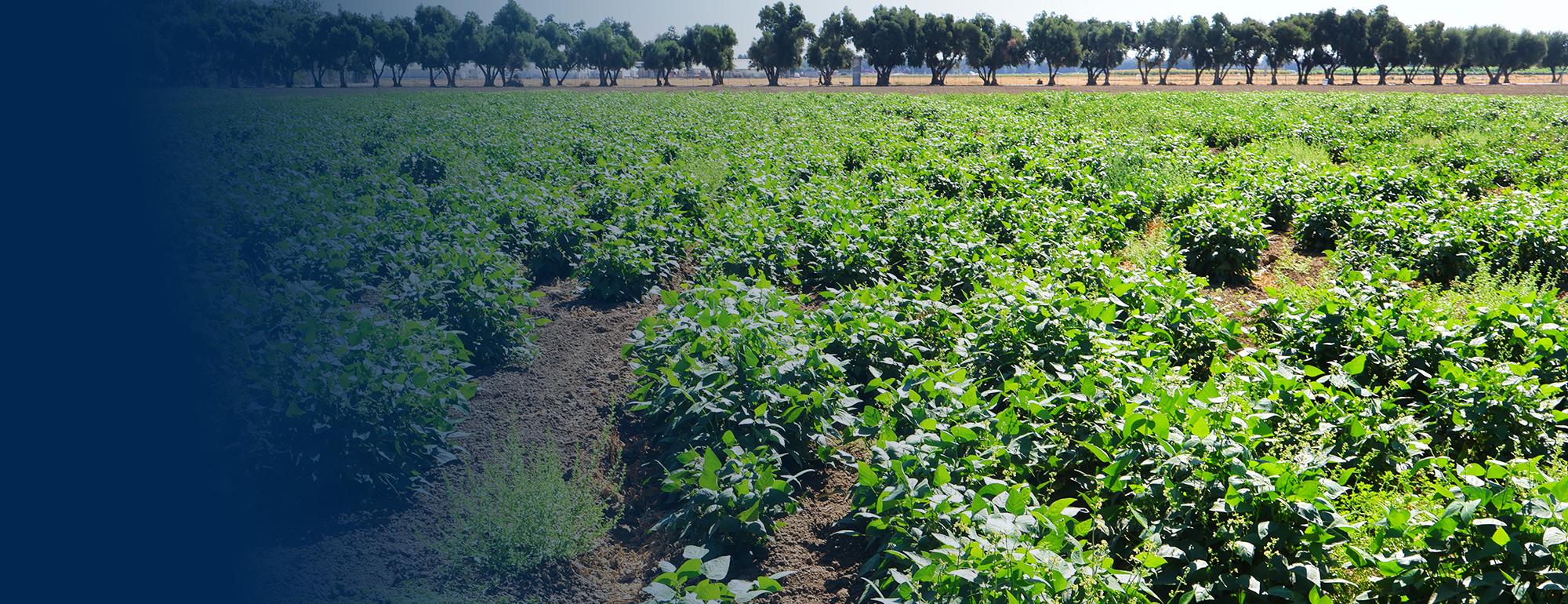 Bean plants in UC Davis plant sciences research fields