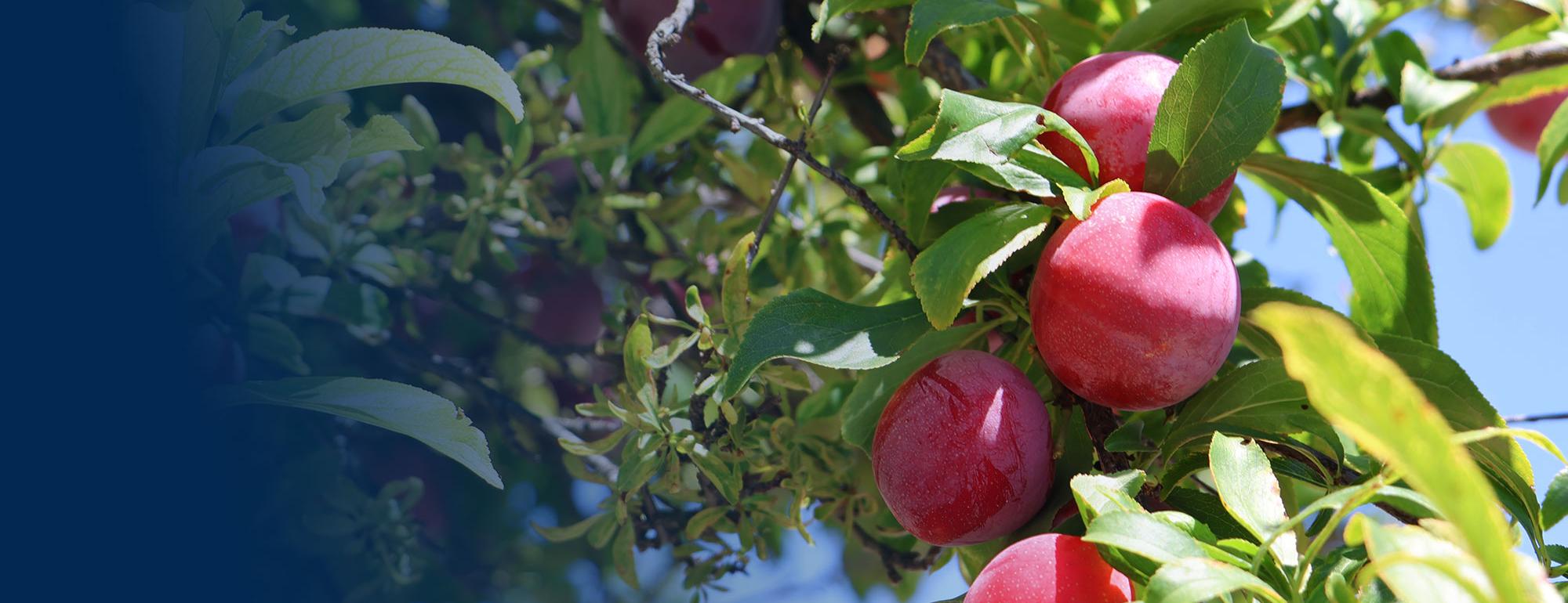 CU Davis Department of Plant Sciences fruit on leafy branch against blue sky