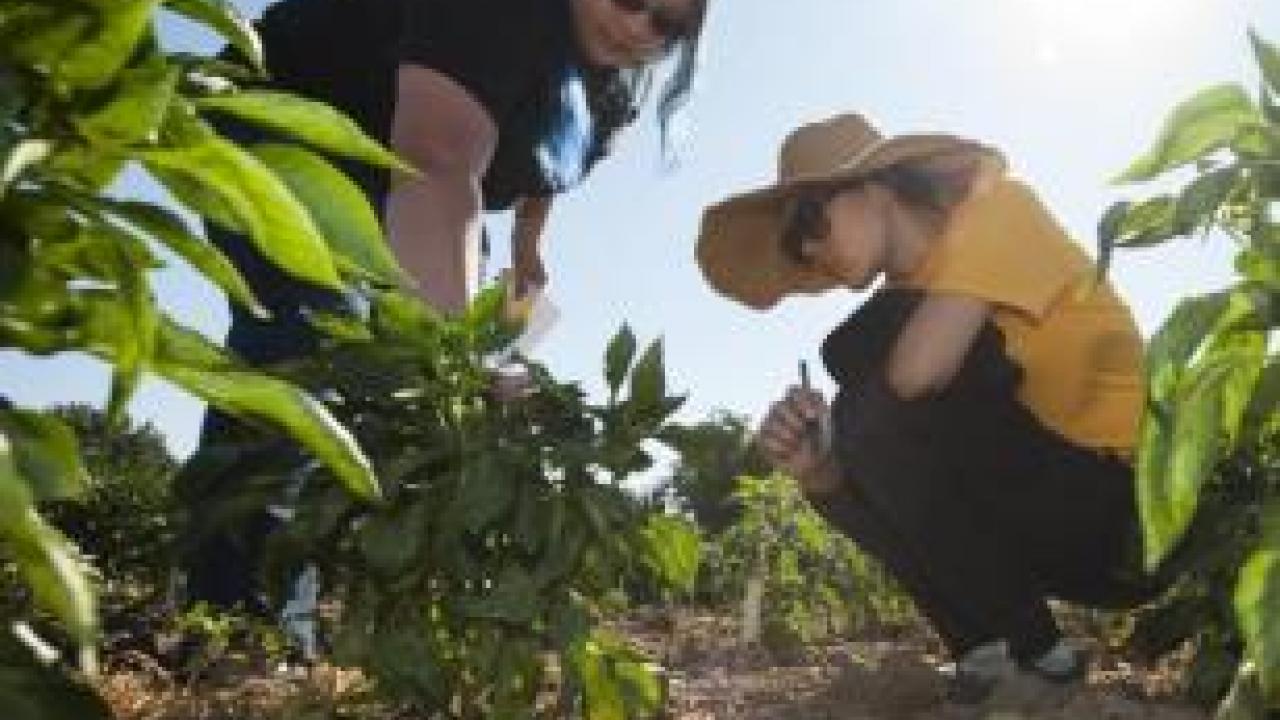 Students in field with pepper plants