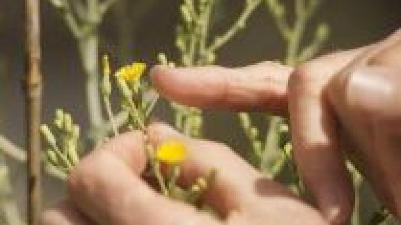 Richard Michelmore, UC Davis Lettuce flower