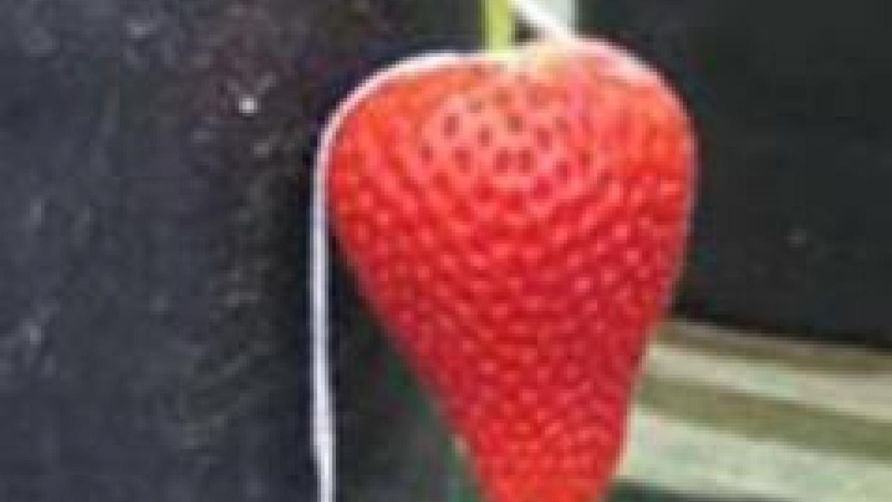 Close-up photo of strawberry