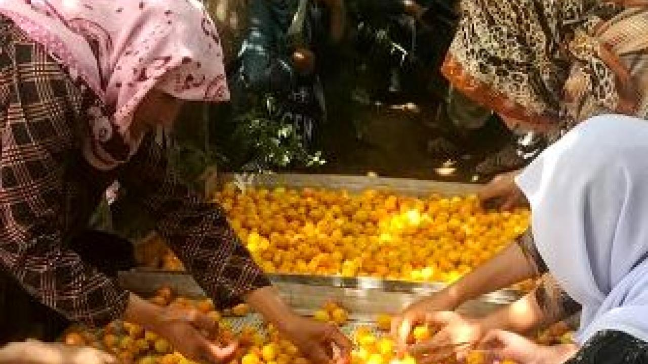 Farmers spread apricots on a tray for drying