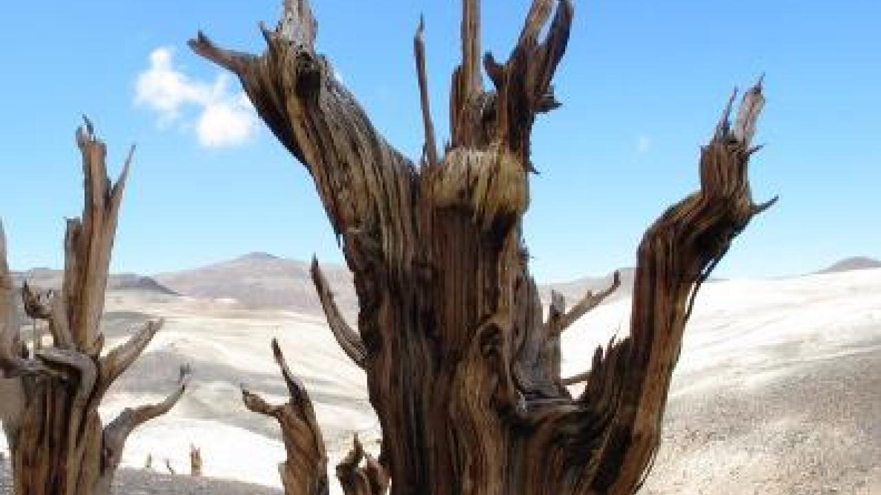 Bristlecone pine tree