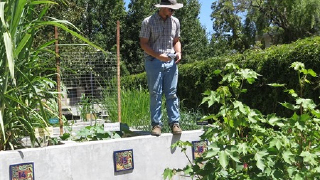 UC Davis student looking at plants