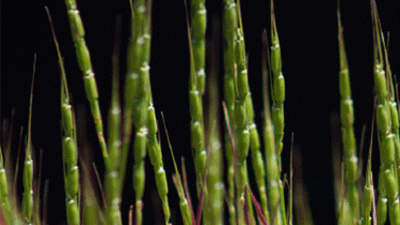 Jan Dvorak, plant sciences professor at UC Davis, leads project to sequence genome of wheat ancestor. Jan Dvorak, UC Davis