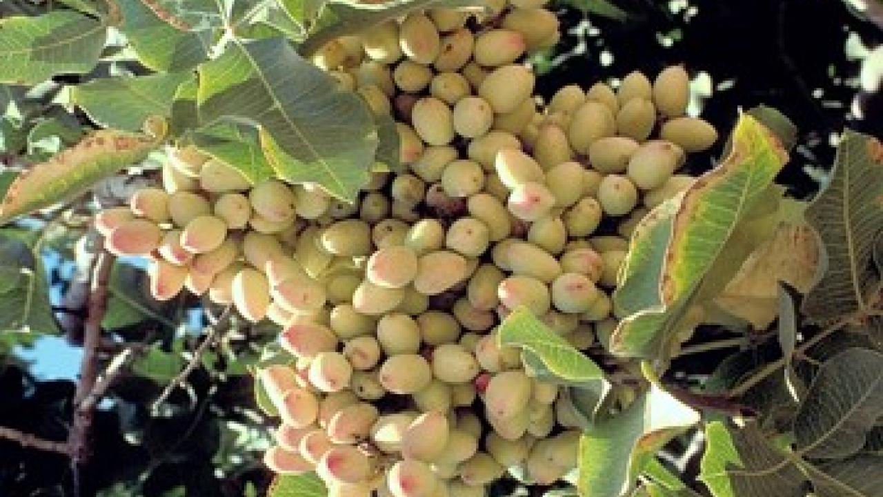 Cluster of pistachios on tree