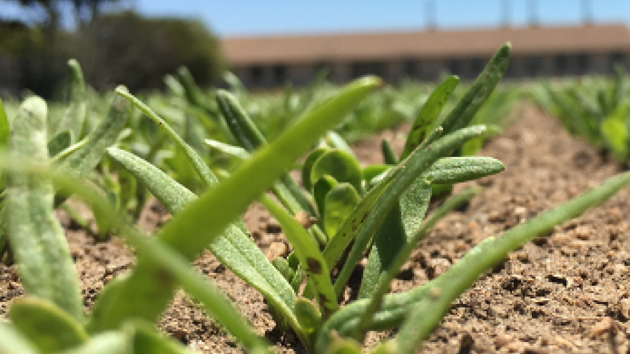 Close-up photo of spinach seedlings