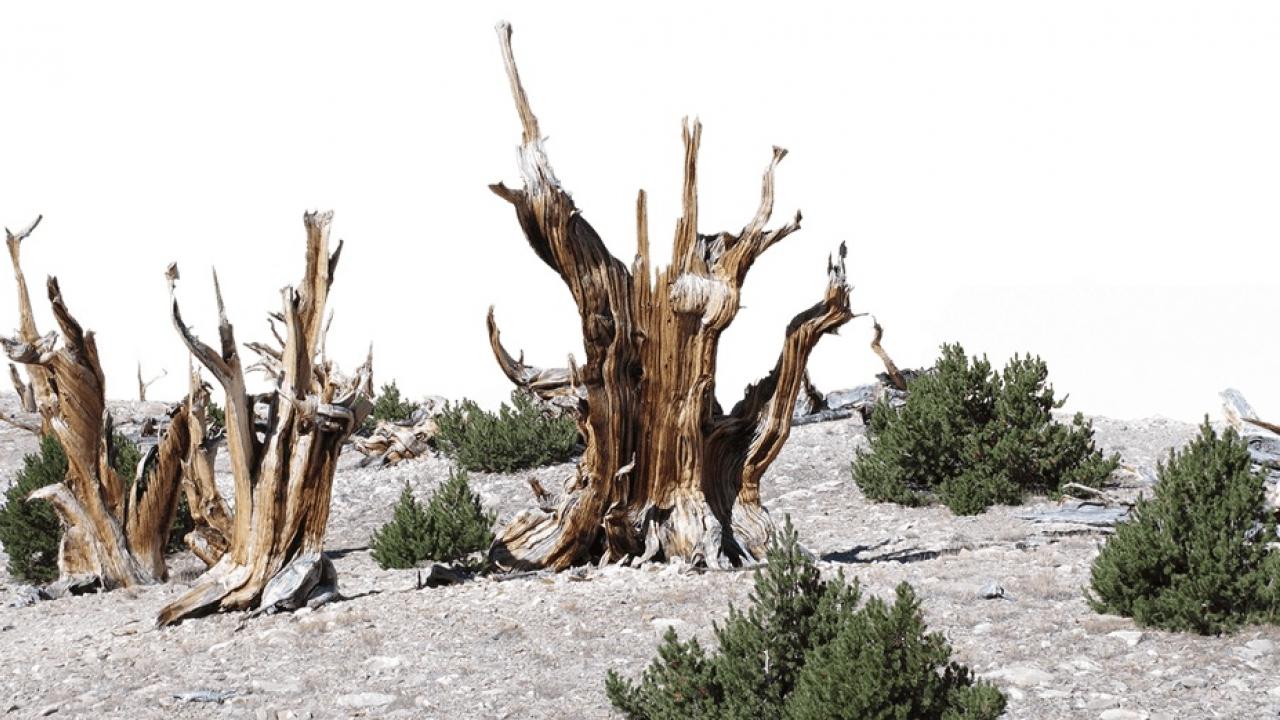 Bristlecone pine trees