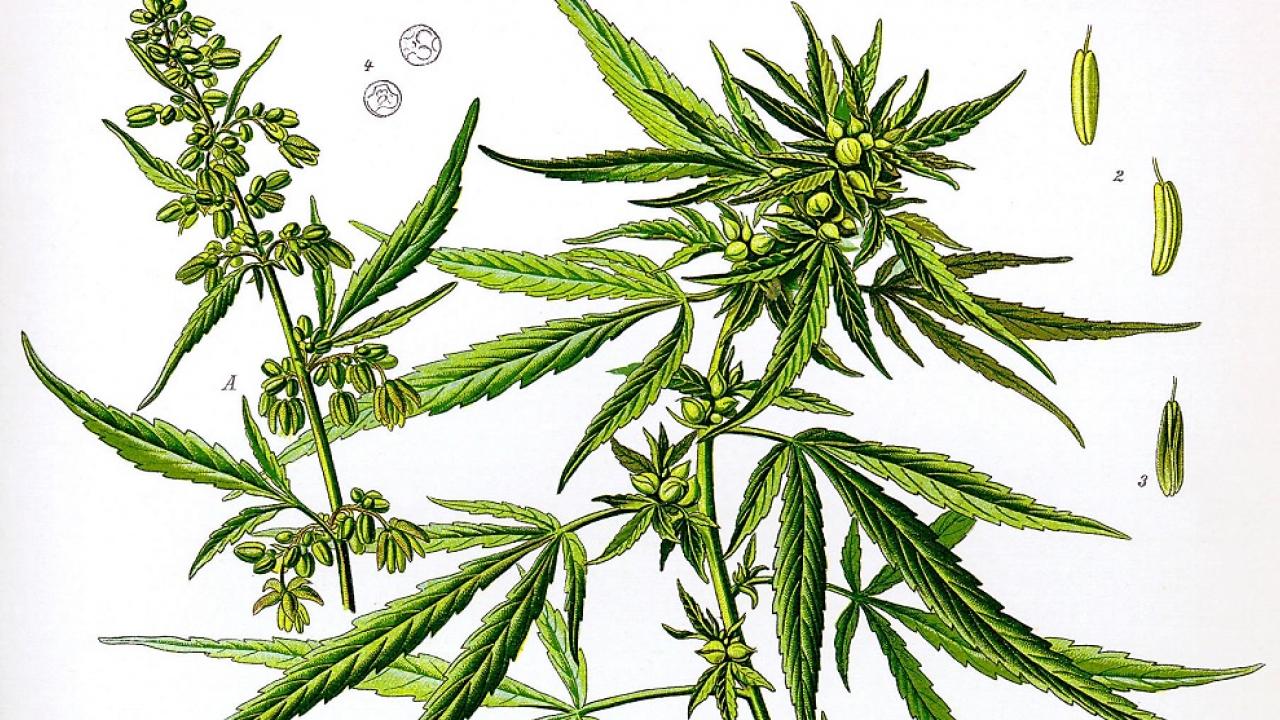 Cannabis drawing