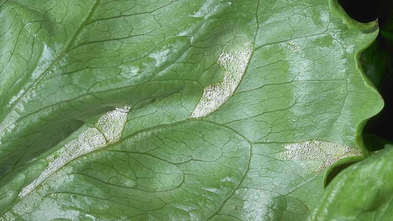 Downy mildew on lettuce. (photo UC Regents) Downy mildew on lettuce