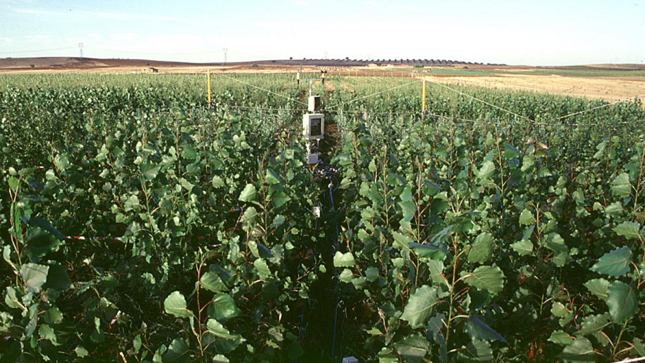 Free Air CO2 Enrichment facilities like this one in Italy blast crops with air containing increased amounts of carbon dioxide. This helps researchers understand plant responses to future climate change. (Gail Taylor/UC Davis) Free Air CO2 Enrichment facilities like this one in Italy blast crops with air containing increased amounts of carbon dioxide. This helps researchers understand plant responses to future climate change. (Gail Taylor/UC Davis)