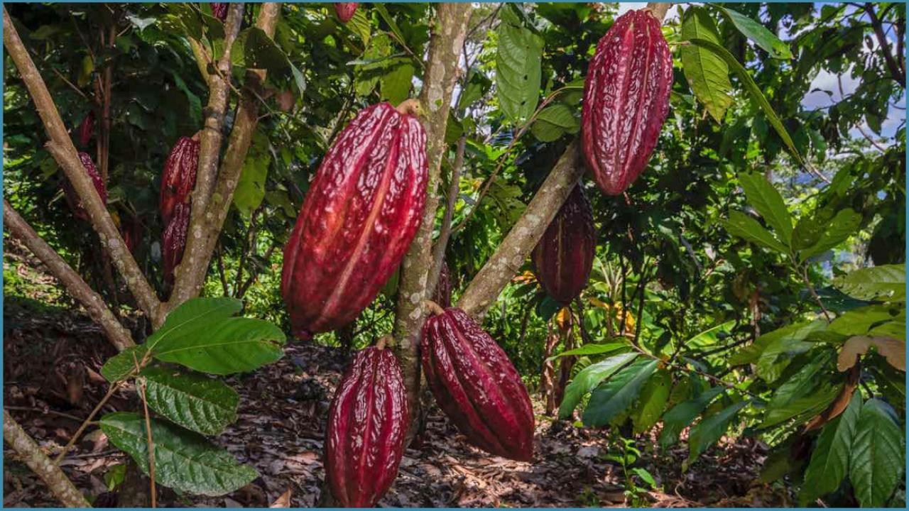 Cacao pods (photo Mars, Incorporated) cacao pods