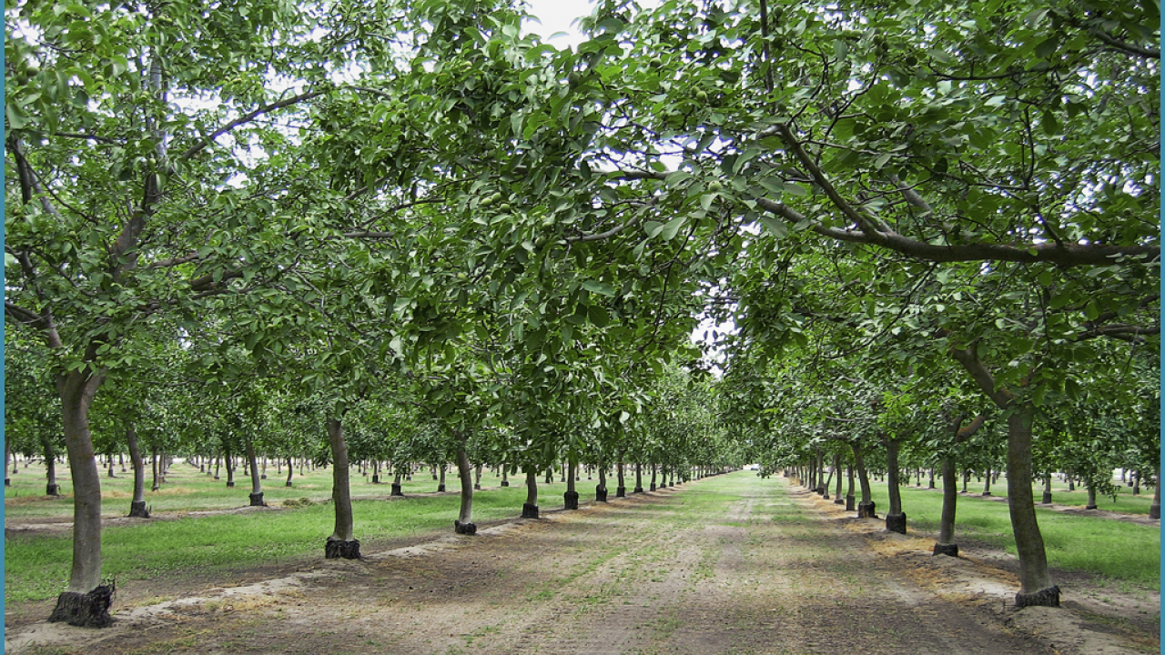 Mature walnut orchard