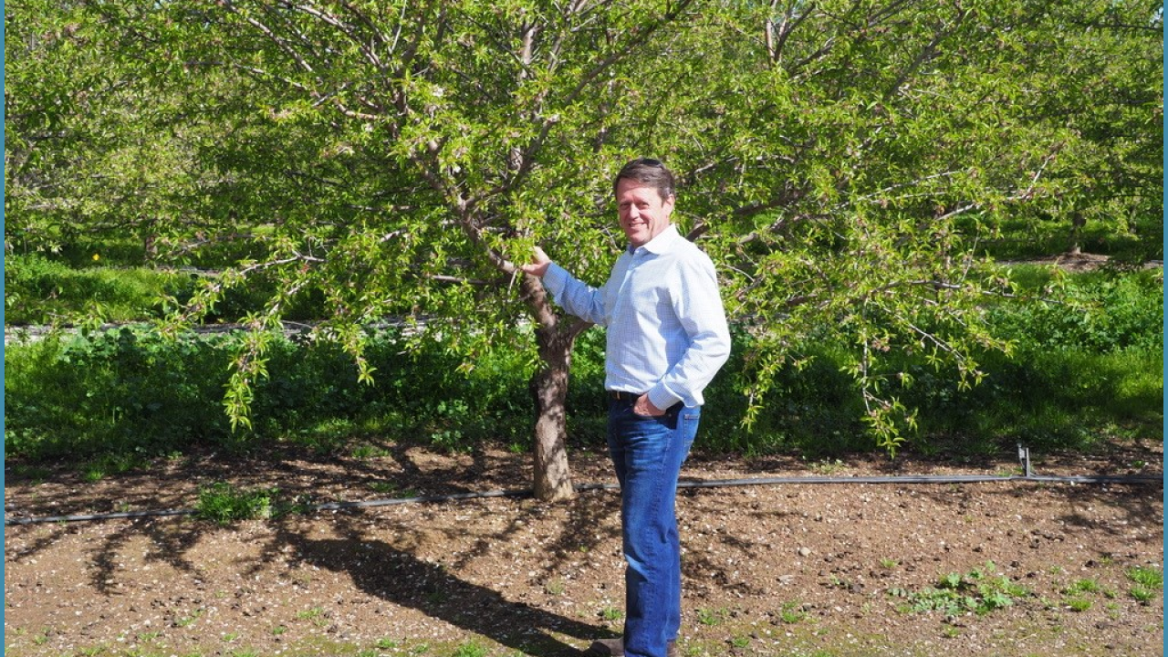 Patrick H. Brown, Plant Sciences professor at UC Davis, examining almond trees as part of a new research project to increase field recycling of nutrients and improve soil health. (photo Pedro Lima/UC Davis) Patrick H. Brown in almond orchard
