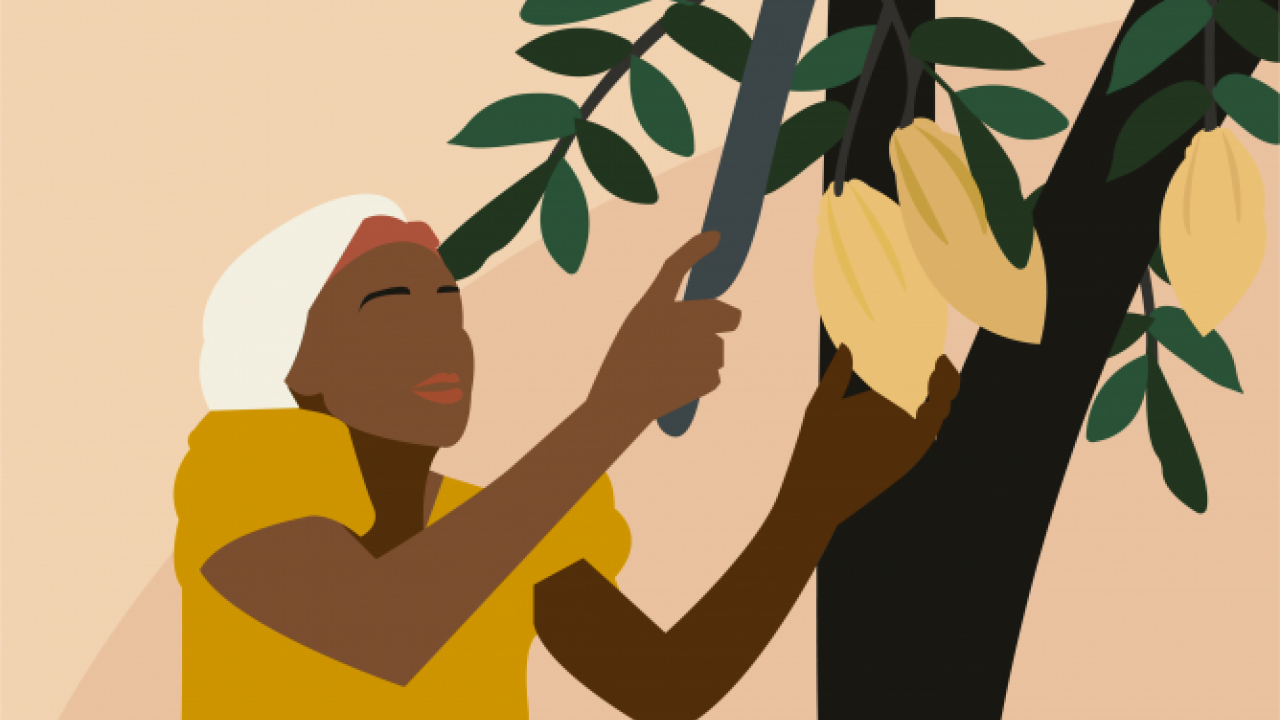 Image of woman harvesting from tree