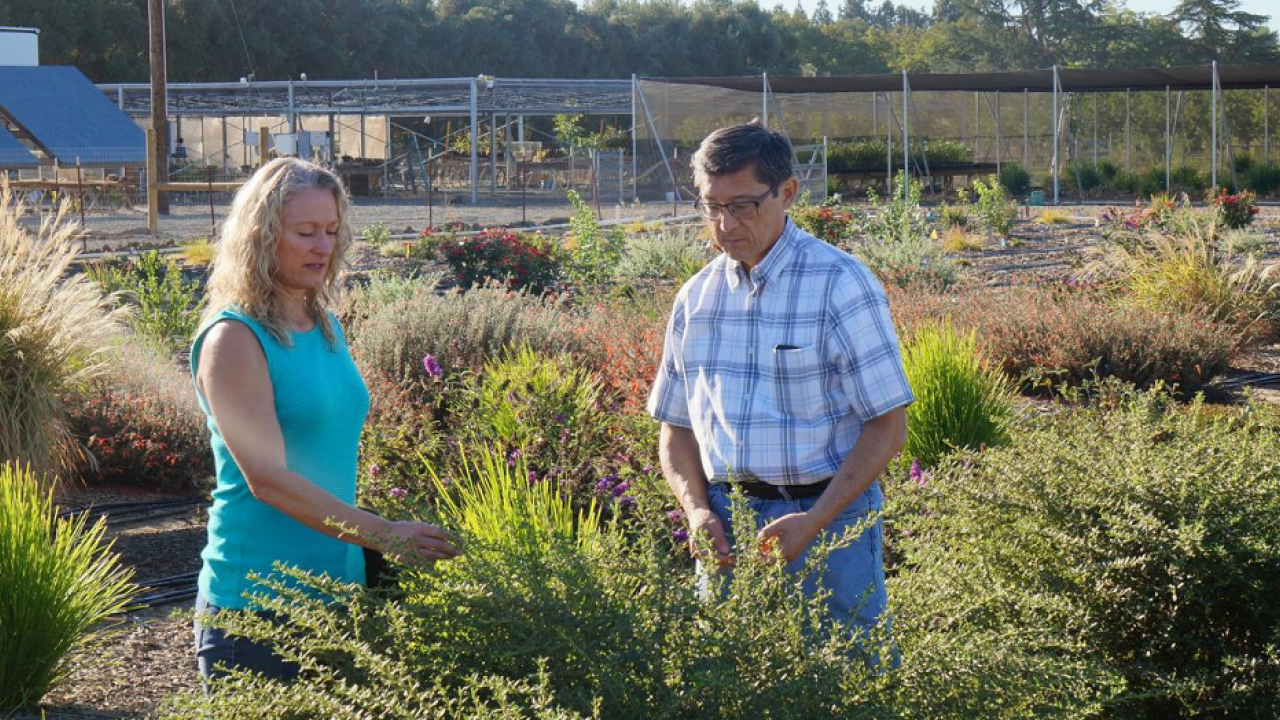 Karrie Reid, UC Cooperative Extension, and UC Davis Plant Sciences faculty Loren Oki, evaluate landscape plant performance in irrigation trials. Karrie Reid and Loren Oki, UC Davis