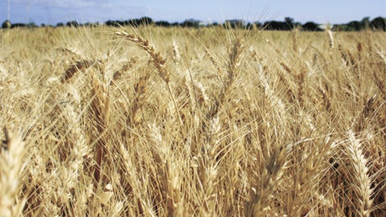 Dryland wheat crop
