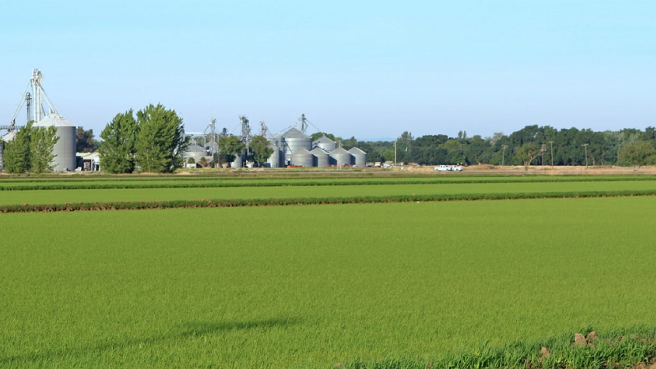 Rice field