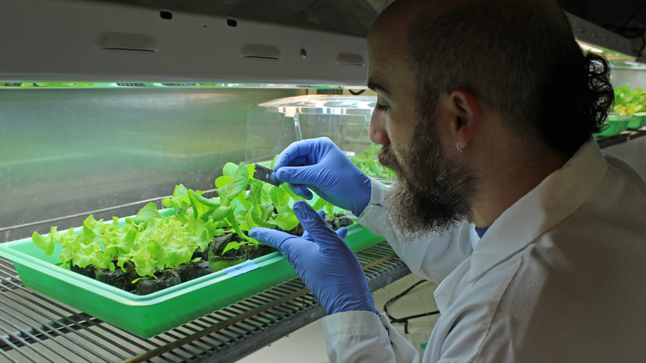 Graduate student Cristian Jacob, in Maeli Melotto’s lab, handling a genetically diverse population of lettuce plants contaminated with Salmonella enterica and E. coli 0157:H7.