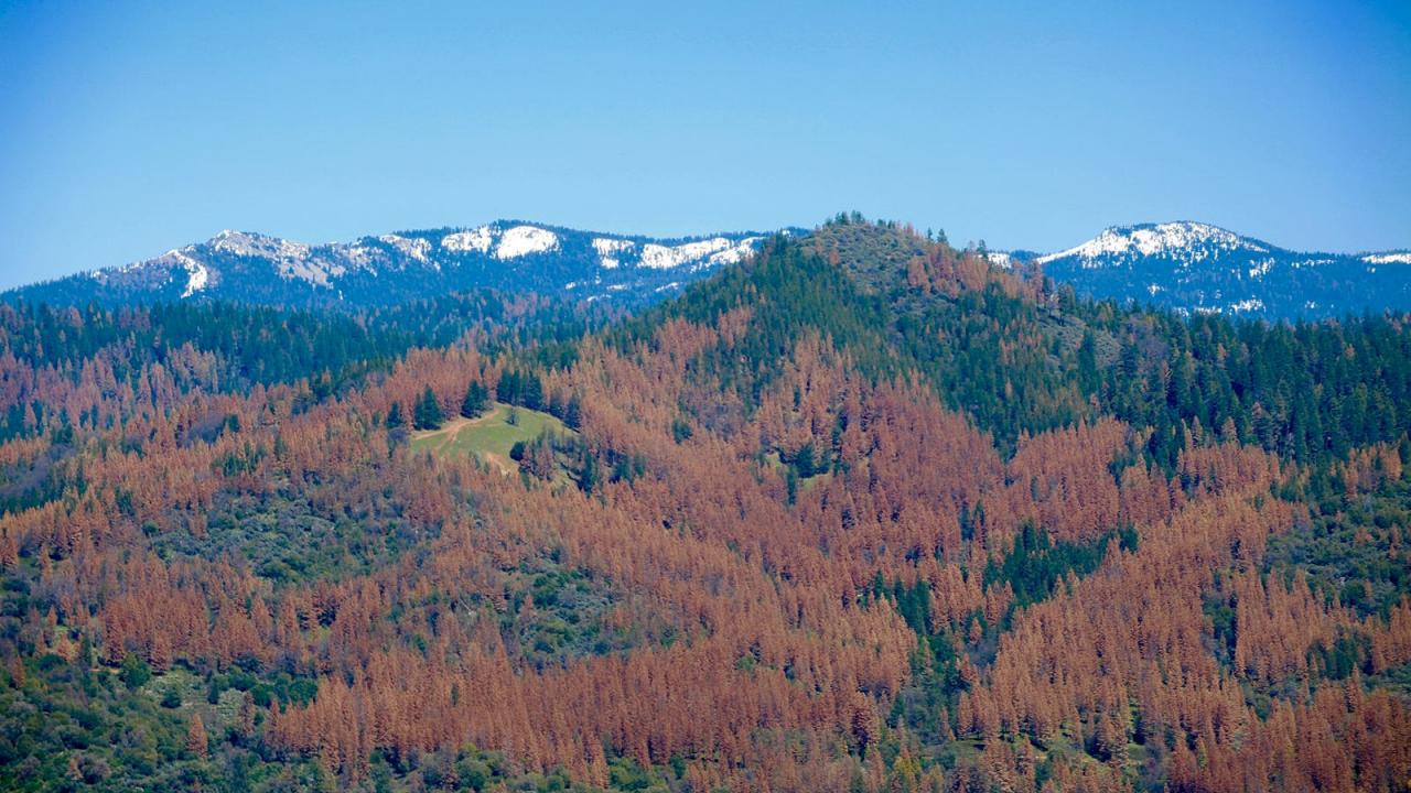 Sierra forest landscape